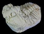 Calymene Celebra Trilobite - Illinois #64052-1